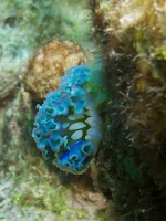 Lettuce Leaf Sea Slug MG 6058